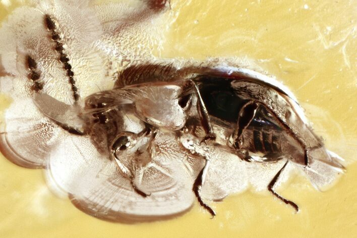 Fossil Ant-Like Stone Beetle (Scydmaeninae) in Baltic Amber #381264
